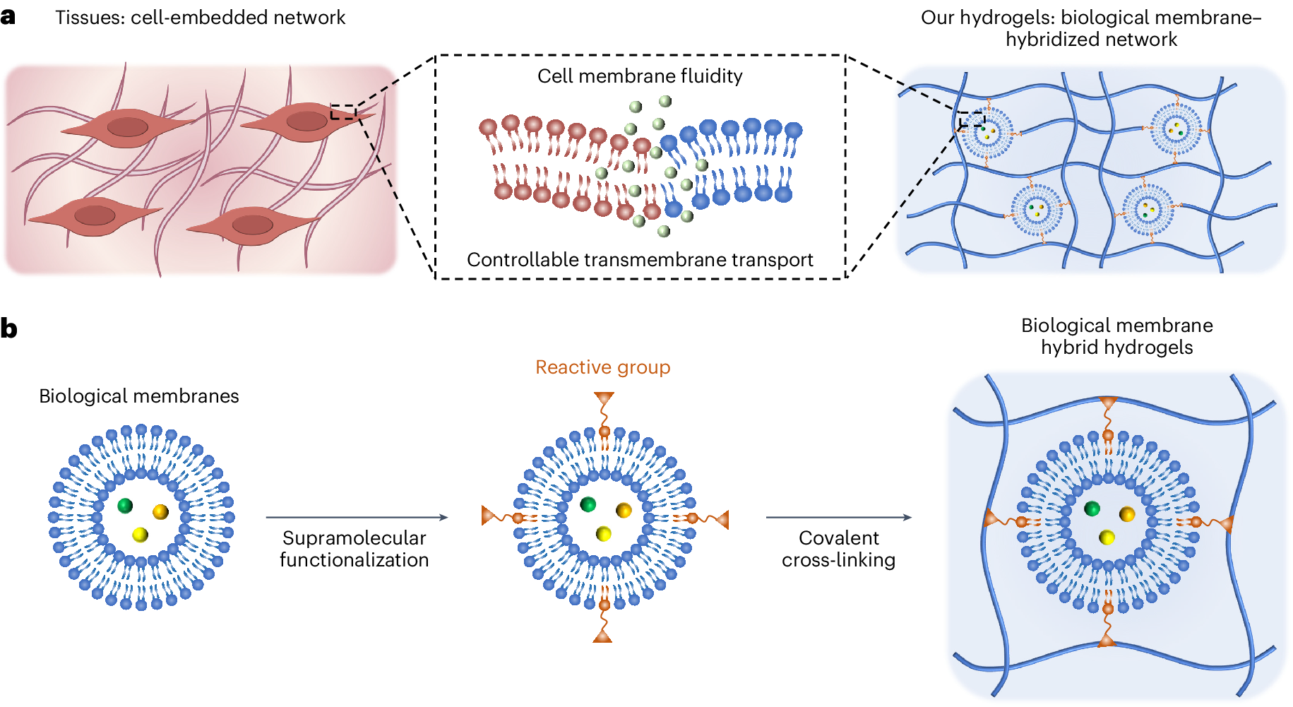 Generating structurally and functionally programmable hydrogels by  biological membrane hybridization  Nature Protocols