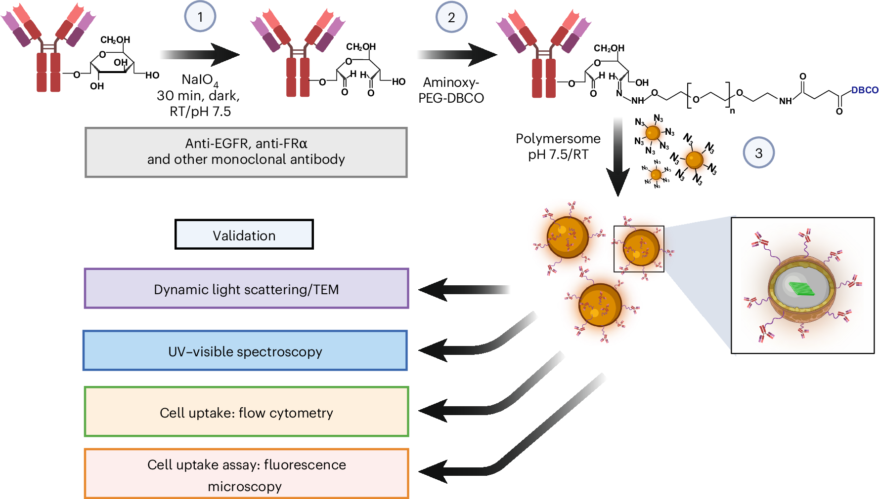 Directional conjugation of monoclonal antibodies to nanoparticles using  metal-free click chemistry | Nature Protocols