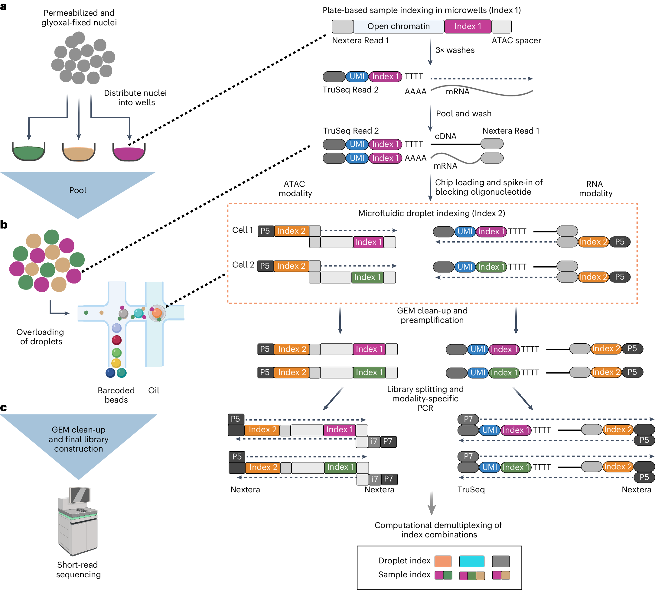 Single-cell ultra-high-throughput multiplexed chromatin accessibility and gene expression sequencing (SUM-seq)