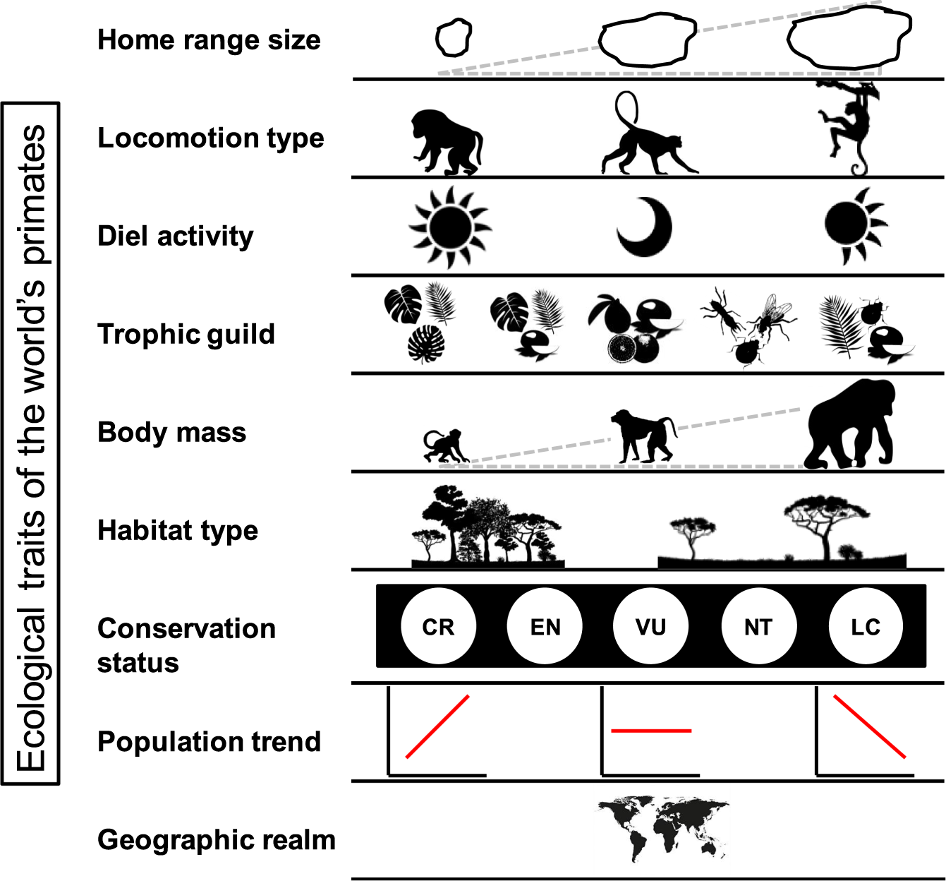 Factors influencing terrestriality in primates of the Americas and  Madagascar