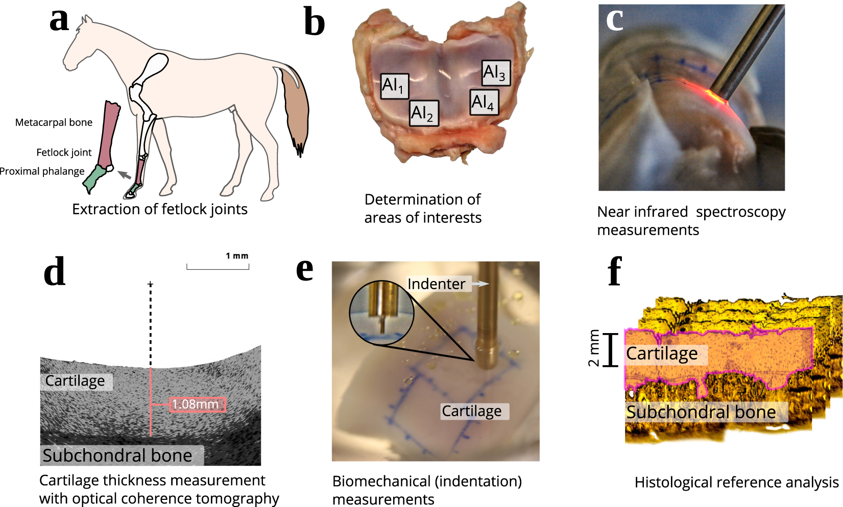 Dataset on equine cartilage near infrared spectra, composition, and  functional properties | Scientific Data