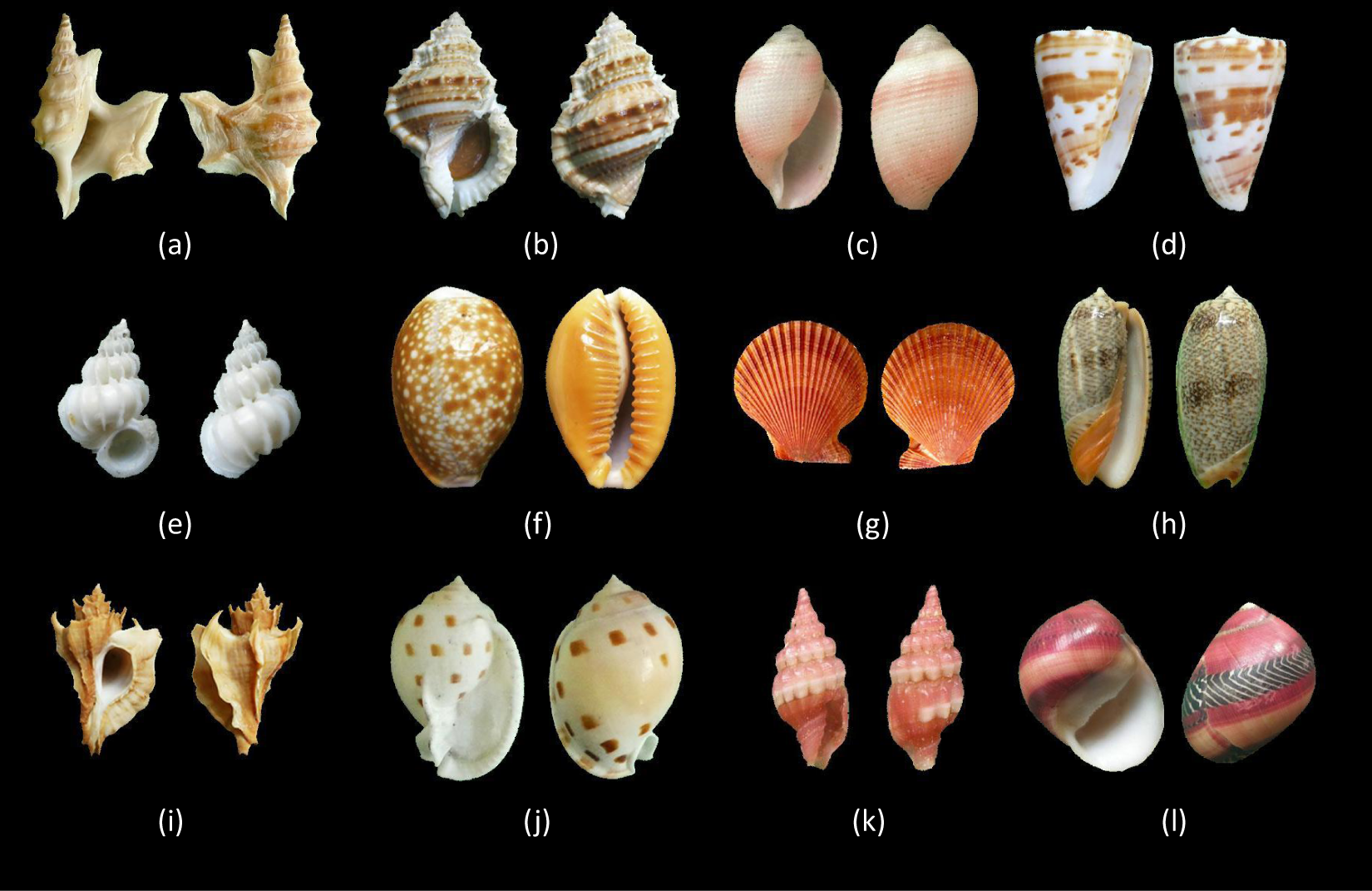 A shell dataset, for shell features extraction and recognition | Scientific  Data