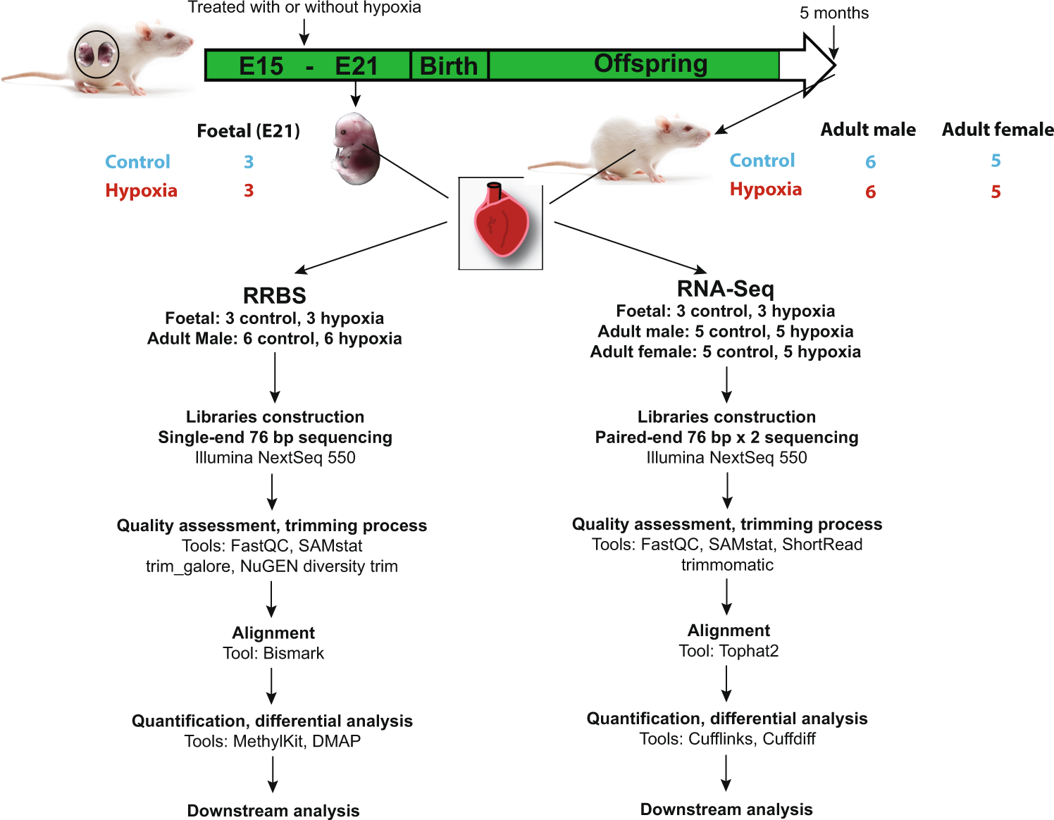 dmr programming flowchart
