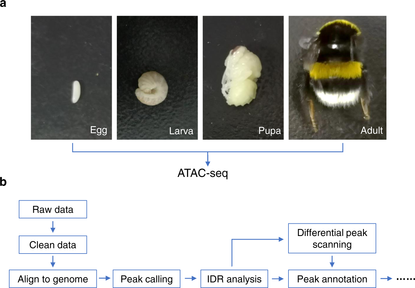 Genome Wide Identification Of Accessible Chromatin Regions In Bumblebee By Atac Seq Scientific Data