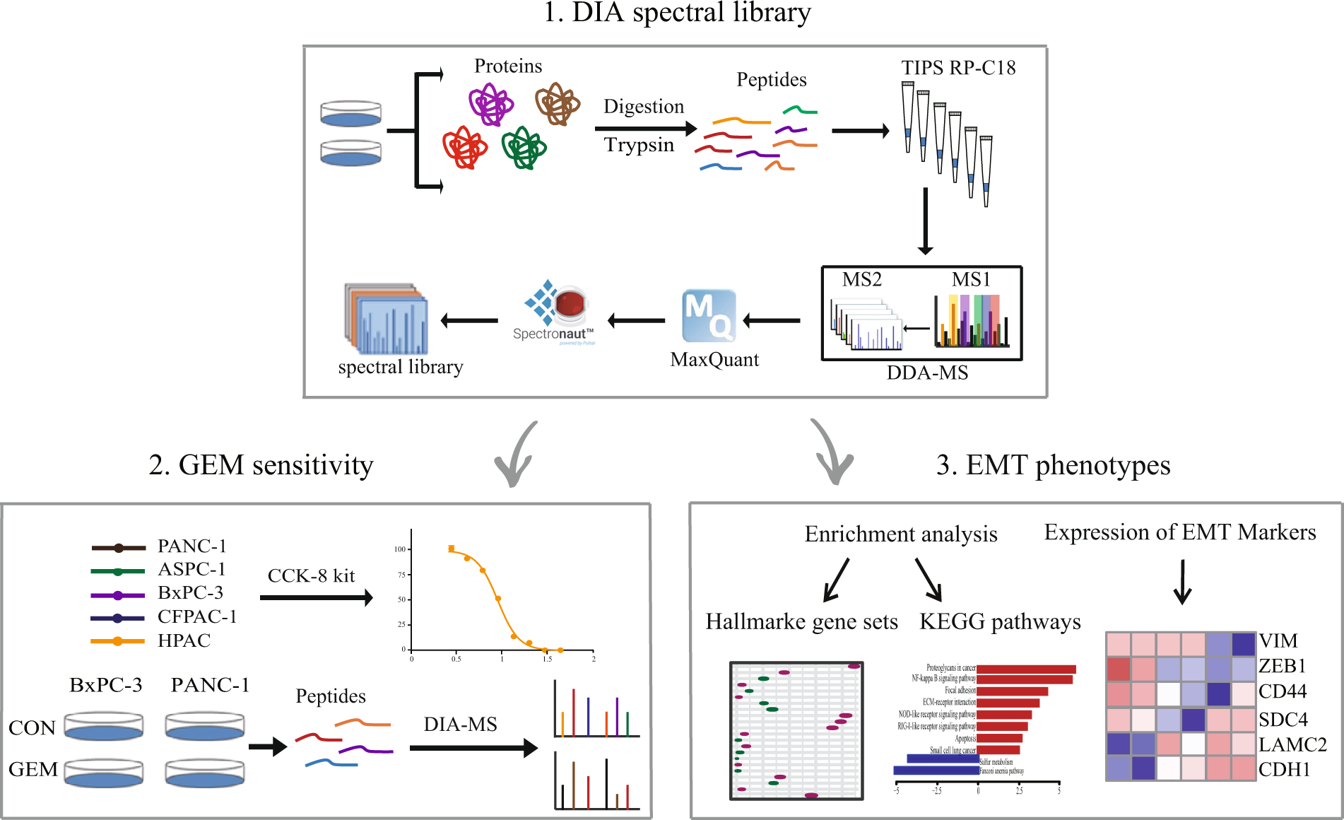 Pancreatic cancer cells spectral library by DIA-MS and the phenotype  analysis of gemcitabine sensitivity | Scientific Data
