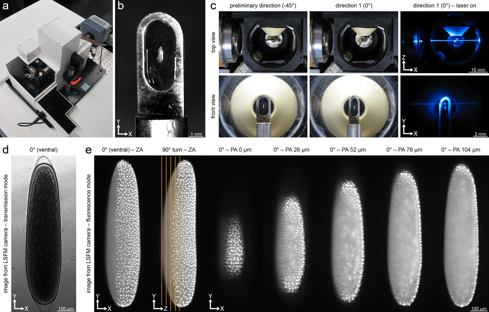 In toto light sheet fluorescence microscopy live imaging datasets of  Ceratitis capitata embryonic development | Scientific Data