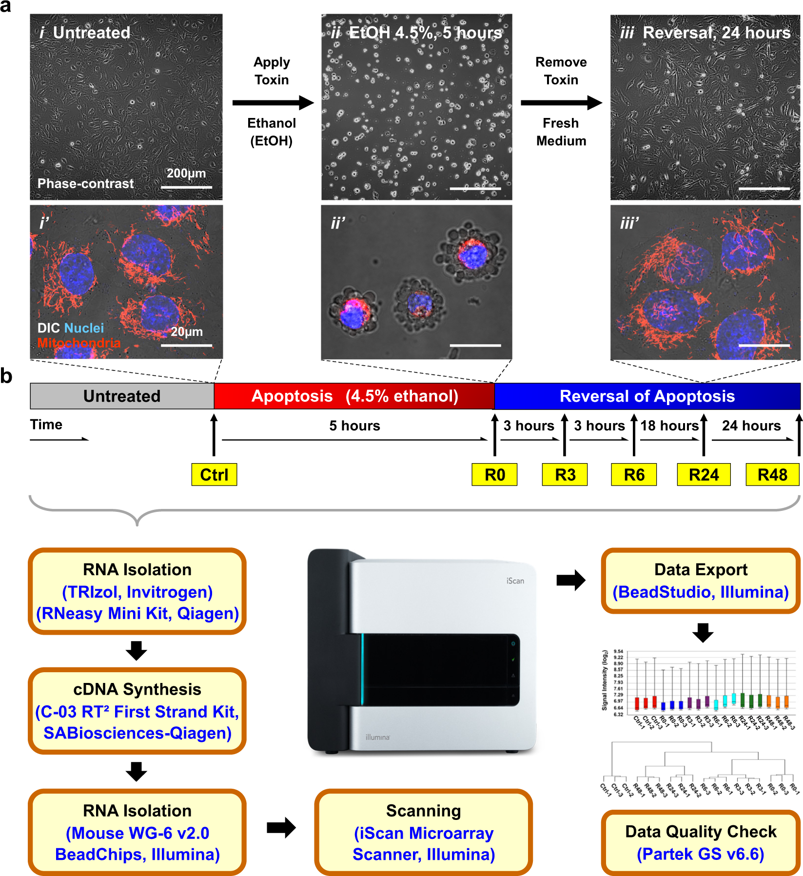 Transcriptomic study of anastasis for reversal of ethanol-induced apoptosis  in mouse primary liver cells | Scientific Data