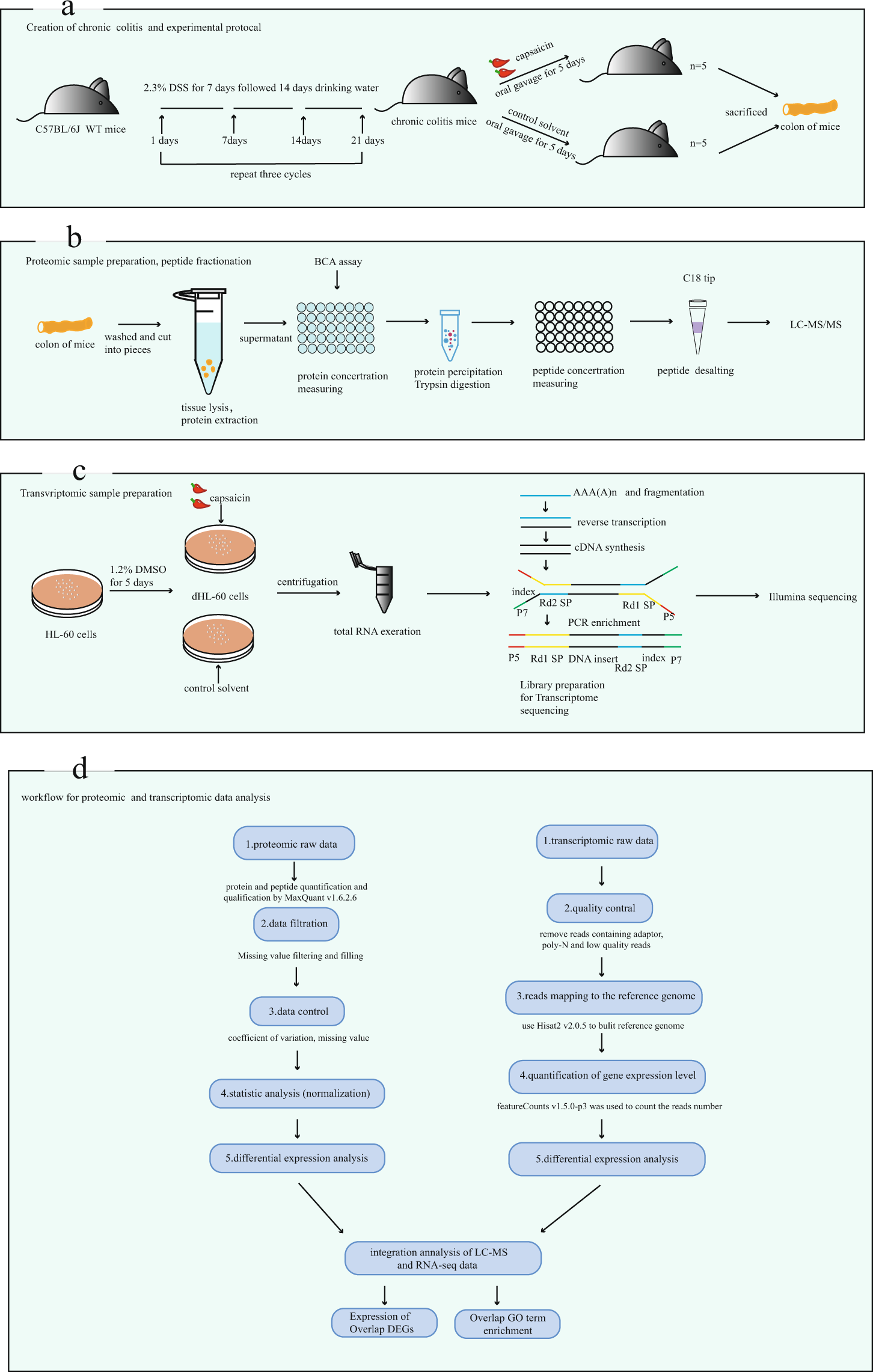 A proteomic and RNA-seq transcriptomic dataset of capsaicin-aggravated mouse  chronic colitis model | Scientific Data