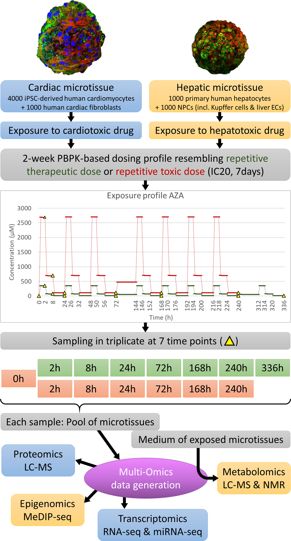 Multi-omics HeCaToS dataset of repeated dose toxicity for cardiotoxic &  hepatotoxic compounds | Scientific Data