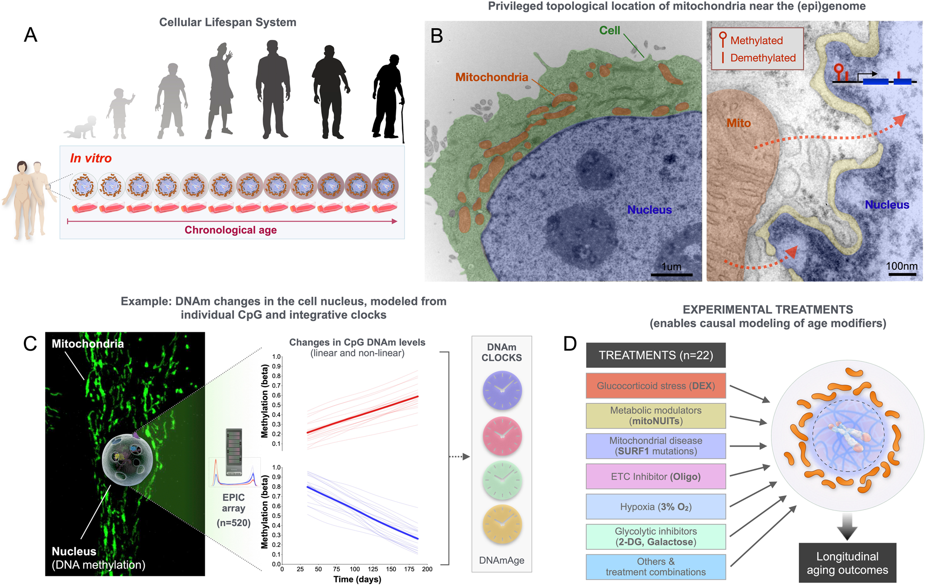 A multi-omics longitudinal aging dataset in primary human fibroblasts with mitochondrial perturbations Scientific Data pic
