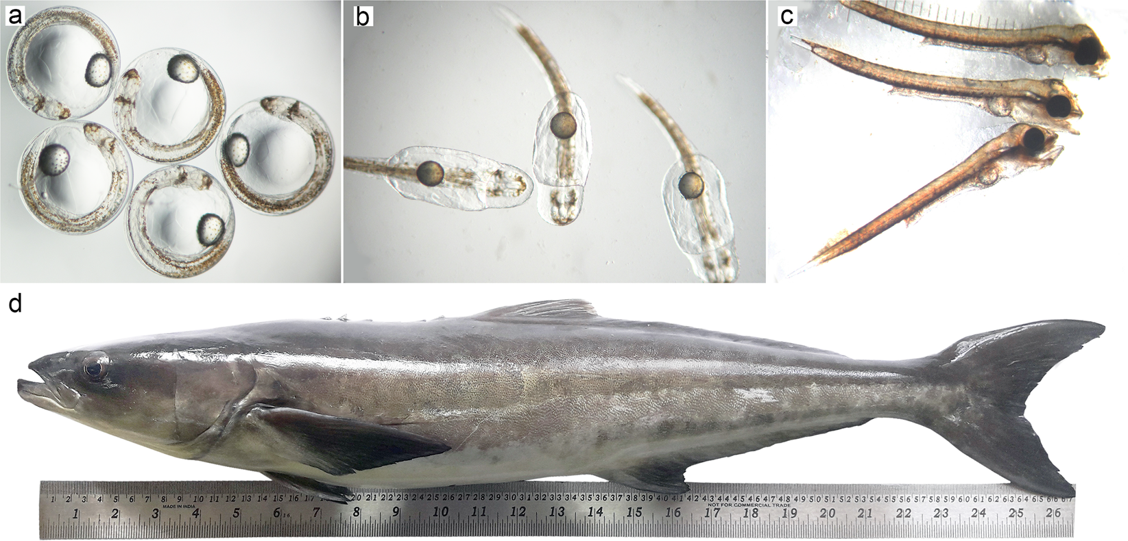 Full-length transcriptome from different life stages of cobia (Rachycentron  canadum, Rachycentridae)