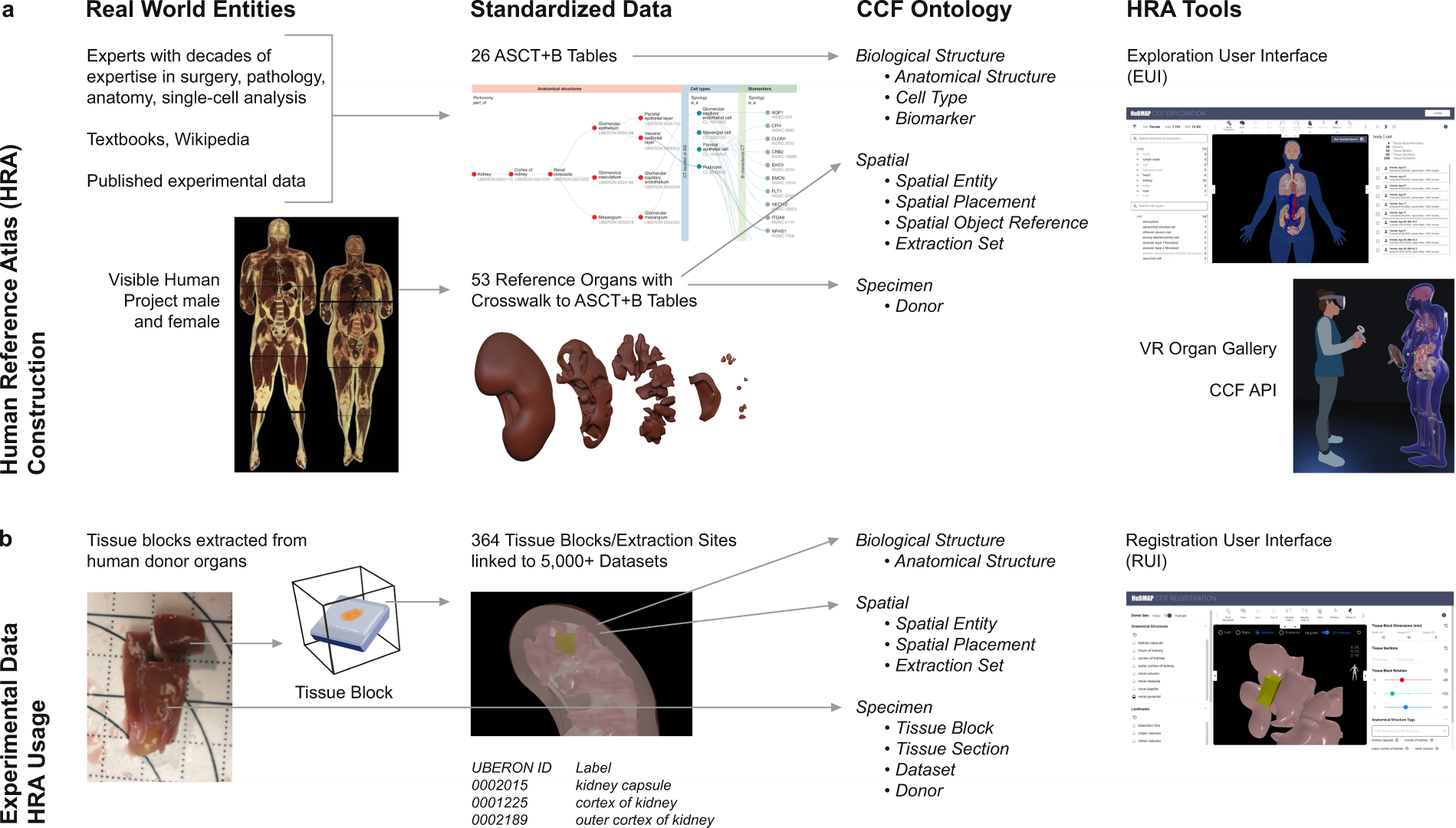 Specimen, biological structure, and spatial ontologies in support