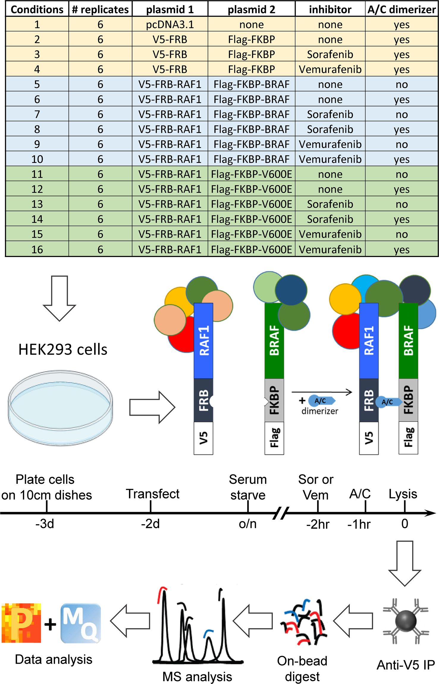 Interactome dynamics of RAF1-BRAF kinase monomers and dimers | Scientific  Data