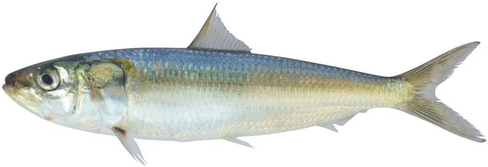 The sequence and de novo assembly of the genome of the Indian oil sardine,  Sardinella longiceps | Scientific Data