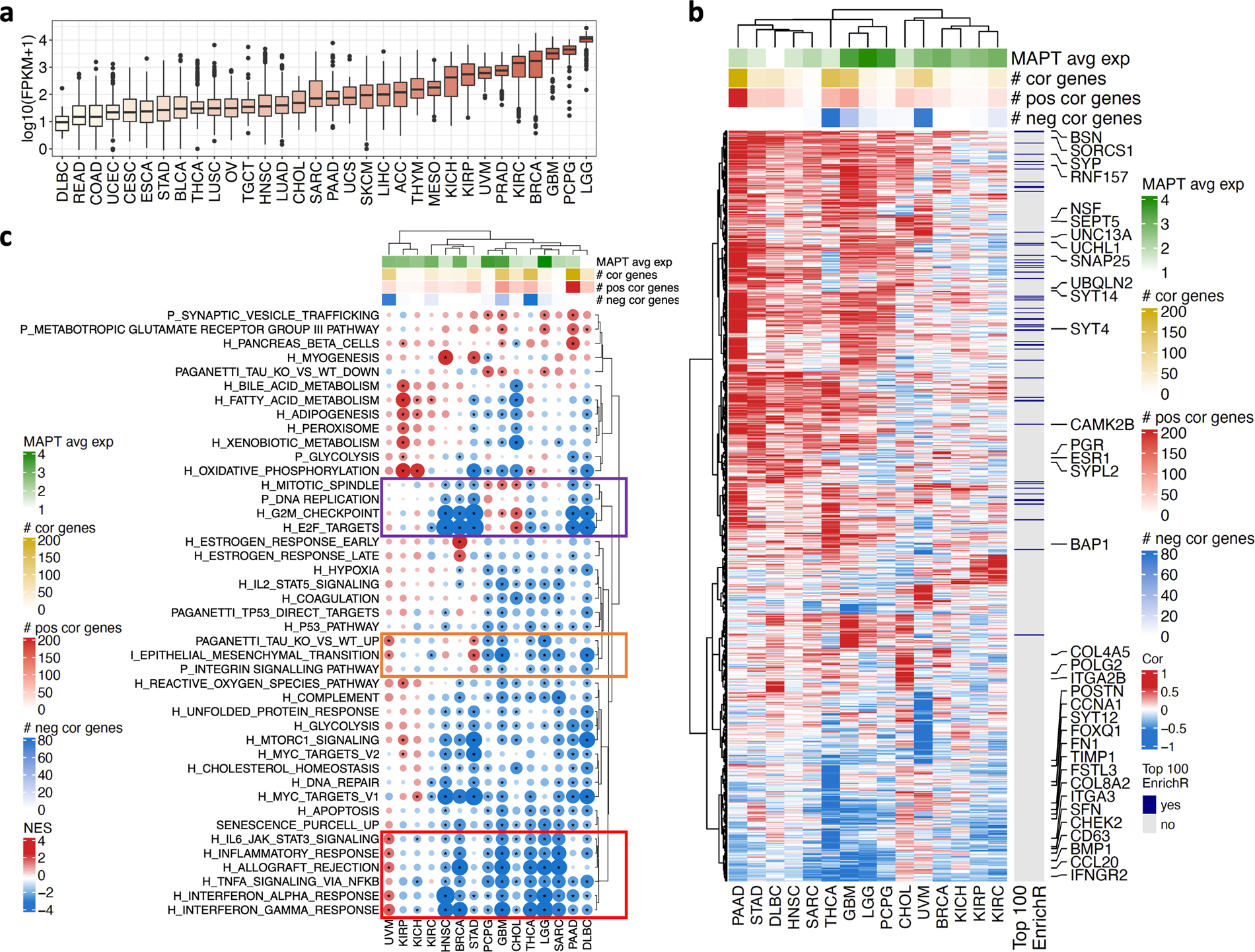 Cancer-specific association between Tau (MAPT) and cellular pathways,  clinical outcome, and drug response | Scientific Data