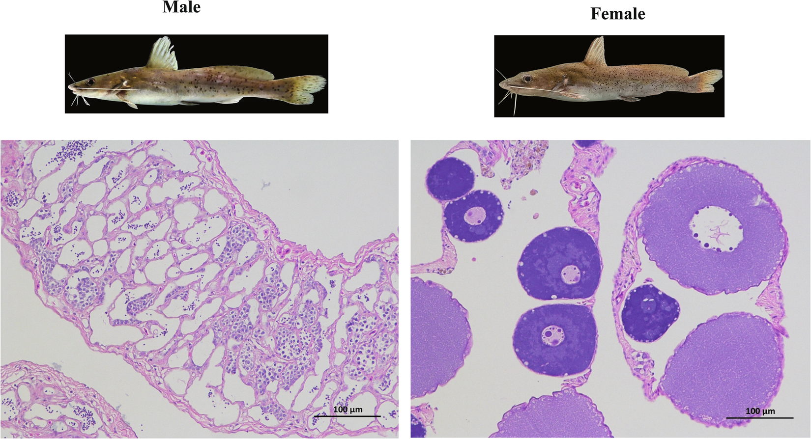 Tachysurus virgatus · iNaturalist, image size:1650x894