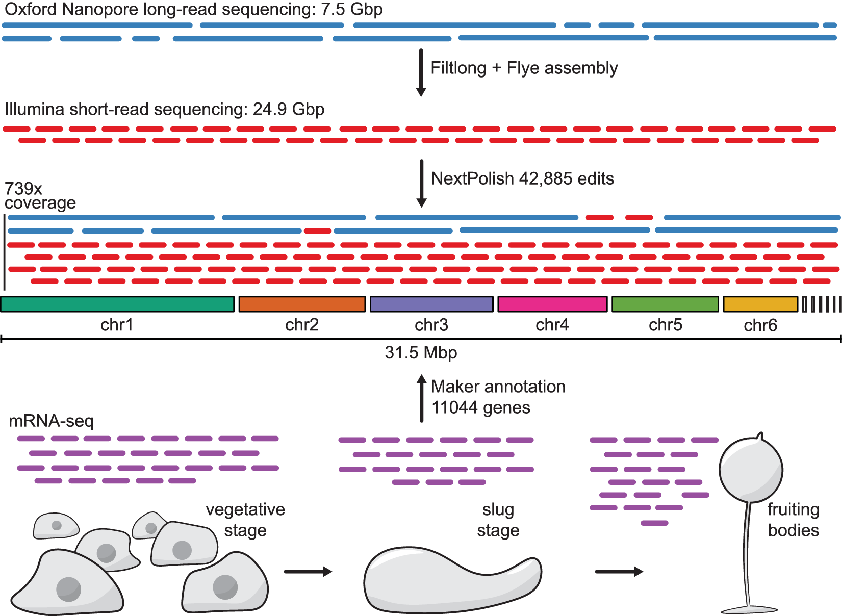 Chromosome-level genome assembly and annotation of the social amoeba  Dictyostelium firmibasis | Scientific Data