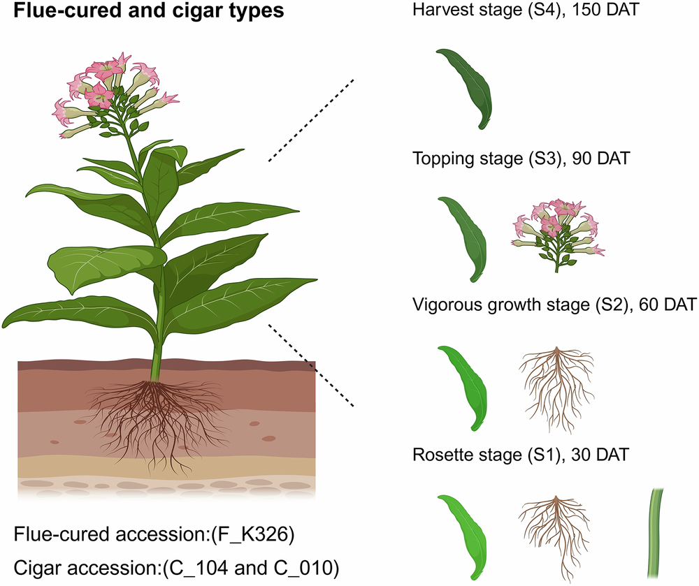 tobacco growth stages A transcriptomic profiling across tissues, developmental stages, and types  of Nicotiana tabacum