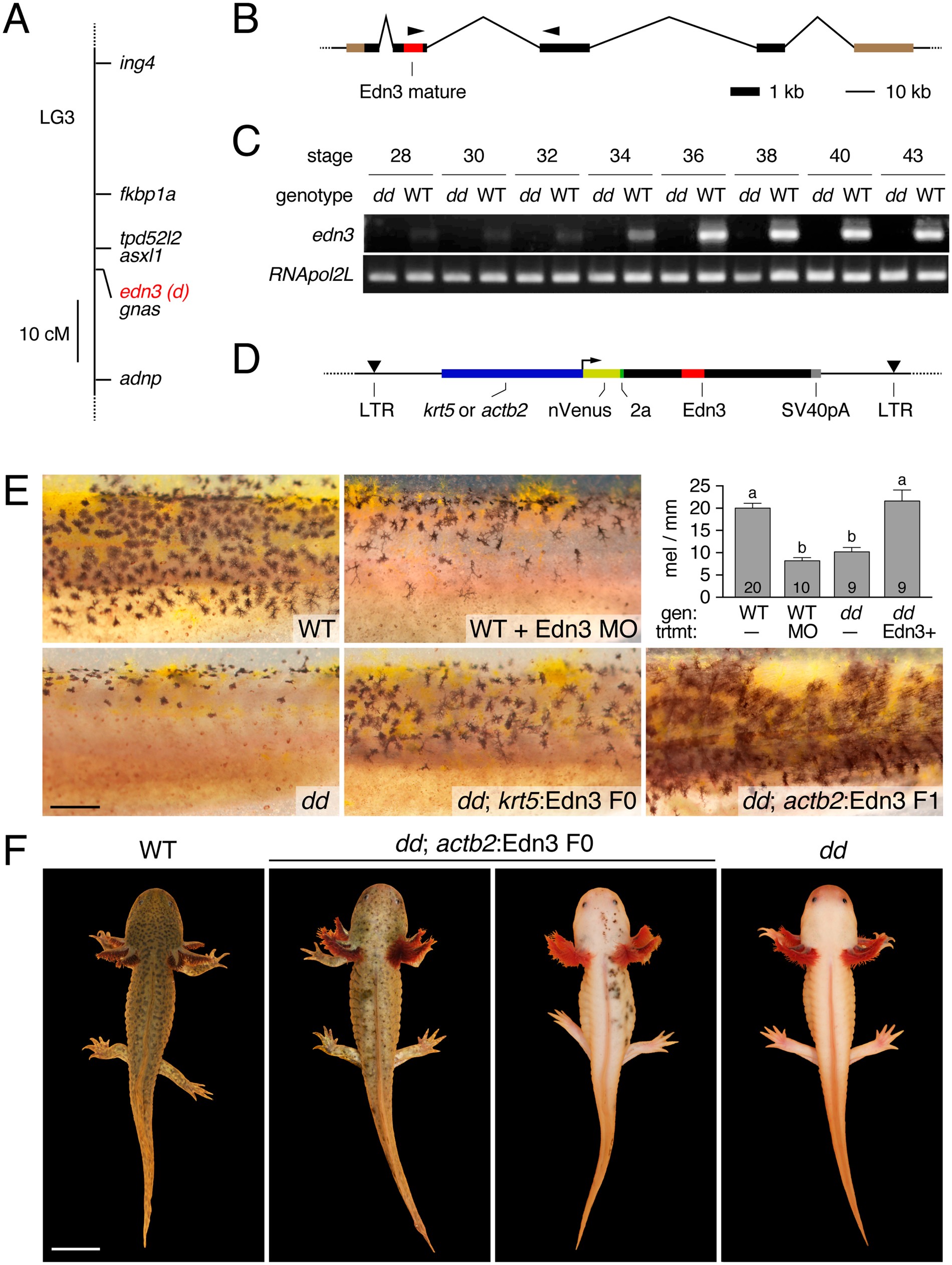 Identification Of Mutant Genes And Introgressed Tiger Salamander Dna In The Laboratory Axolotl Ambystoma Mexicanum Scientific Reports