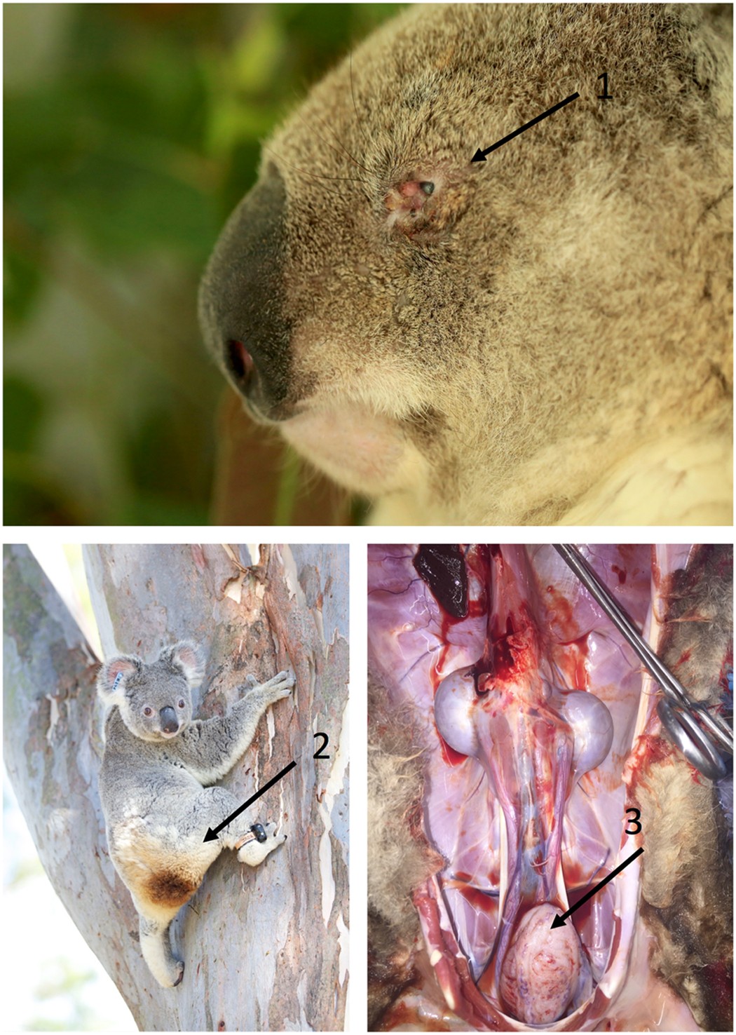 Infection with koala retrovirus subgroup B (KoRV-B), but not KoRV-A, is associated with chlamydial disease in free-ranging koalas (Phascolarctos cinereus) Scientific Reports image pic