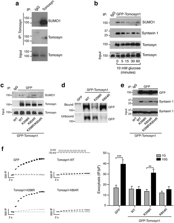 Sumoylation And Calcium Control Syntaxin 1a And Secretagogin Sequestration By Tomosyn To Regulate Insulin Exocytosis In Human Ss Cells Scientific Reports