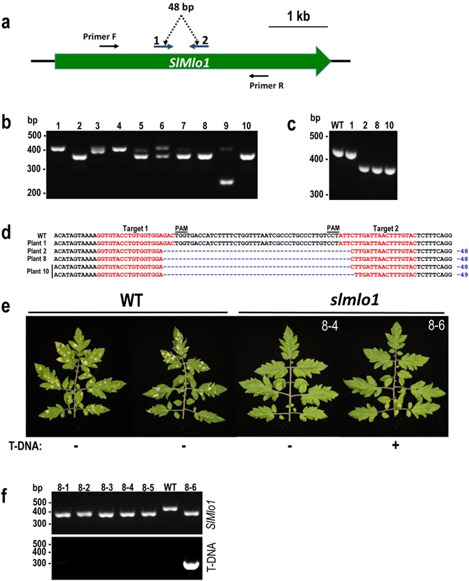 Rapid Generation Of A Transgene Free Powdery Mildew Resistant Tomato By Genome Deletion Scientific Reports Rapid Generation Of A Transgene Free Powdery Mildew Resistant Tomato By Genome Deletion Scientific Reports