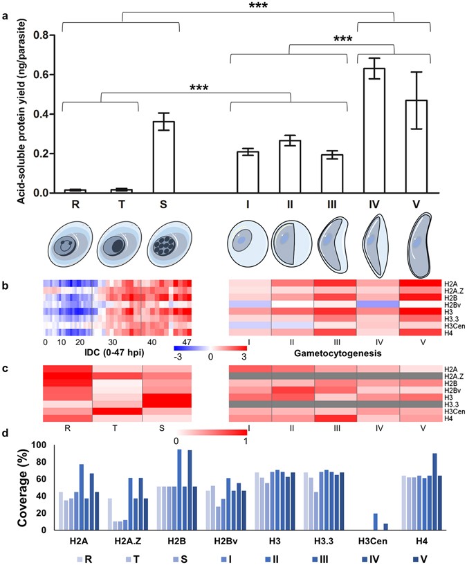 Histone methylation changes are required for life cycle progression in the  human parasite Schistosoma mansoni