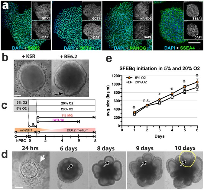 Photoreceptor Outer Segment-like Structures in Long-Term 3D Retinas from  Human Pluripotent Stem Cells | Scientific Reports