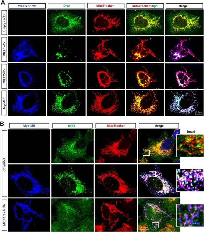 Mief1 2 Function As Adaptors To Recruit Drp1 To Mitochondria And Regulate The Association Of Drp1 With Mff Scientific Reports