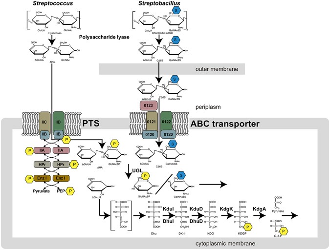 A bacterial ABC transporter enables import of mammalian host glycosaminoglycans