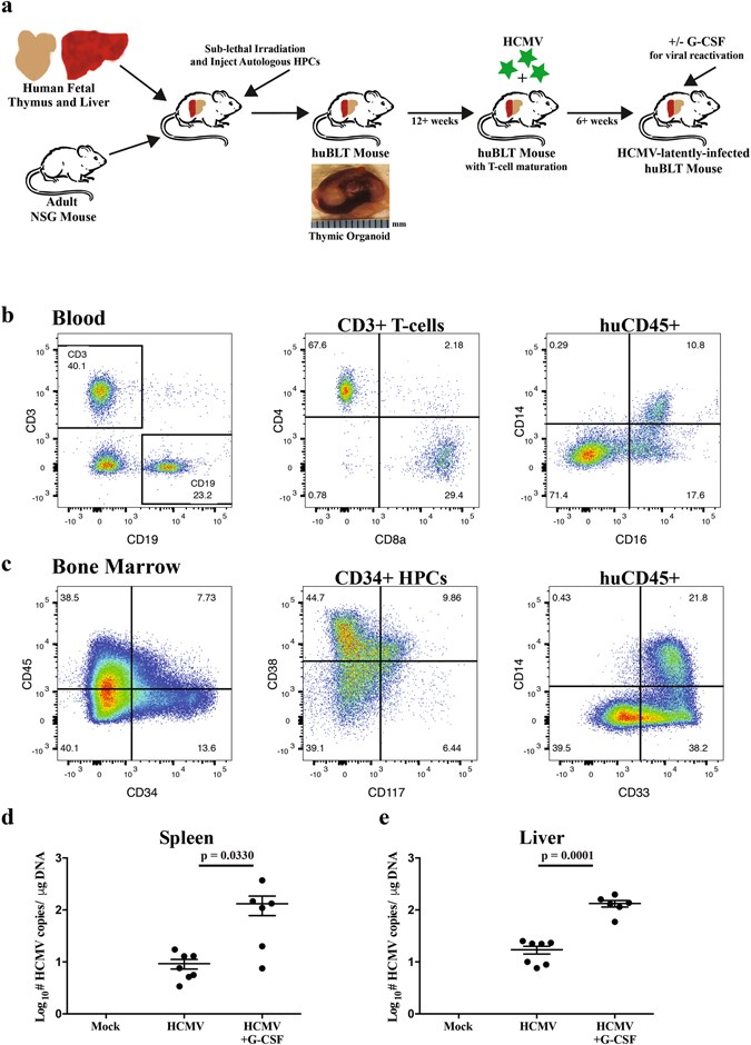 Human Cytomegalovirus Induces Cellular And Humoral Virus - 