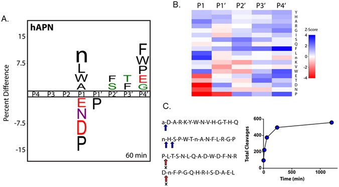 The Rational Design Of Therapeutic Peptides For Aminopeptidase N Using A Substrate Based Approach Scientific Reports The Rational Design Of Therapeutic Peptides For Aminopeptidase N Using A Substrate Based Approach Scientific Reports