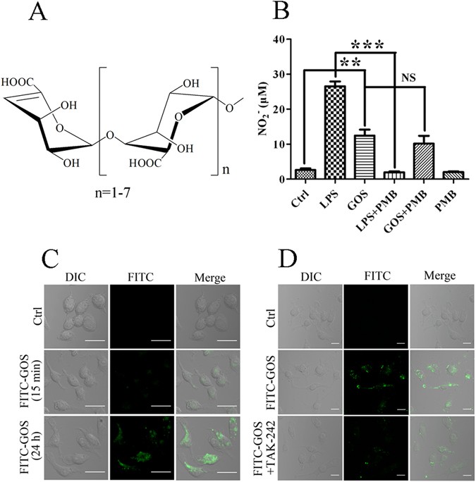 Identification And Activation Of Tlr4 Mediated Signalling Pathways By Alginate Derived Guluronate Oligosaccharide In Raw264 7 Macrophages Scientific Reports