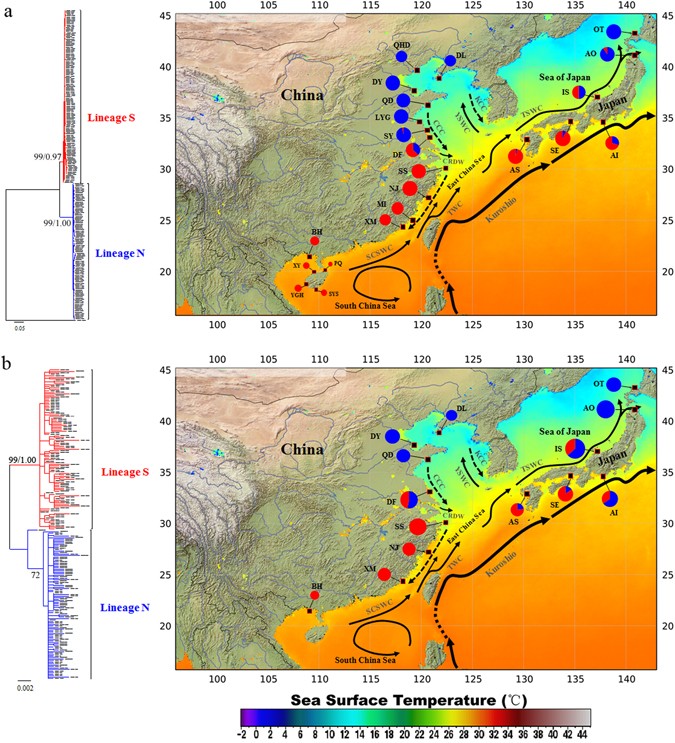 A compiled key to the recent Stomatopoda of the Indo-West Pacific region