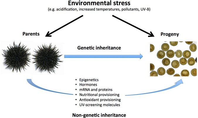 Maternal Antioxidant Provisioning Mitigates Pollutant - 