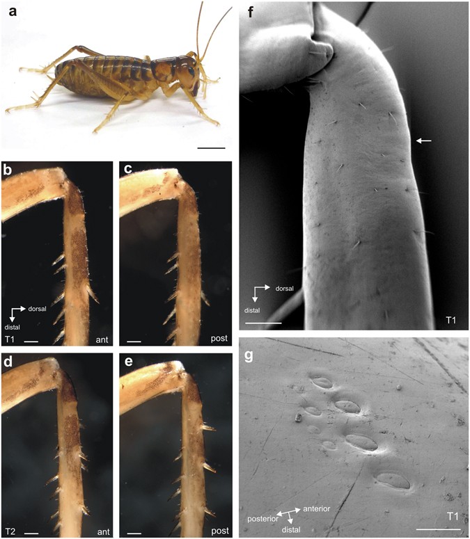 3 Simplified illustration of hemolymph channels in the tibia of a