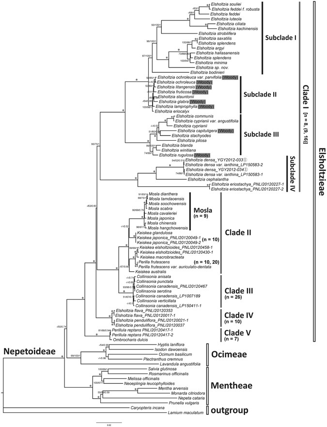 Molecular Phylogenetics And Biogeography Of The Mint Tribe