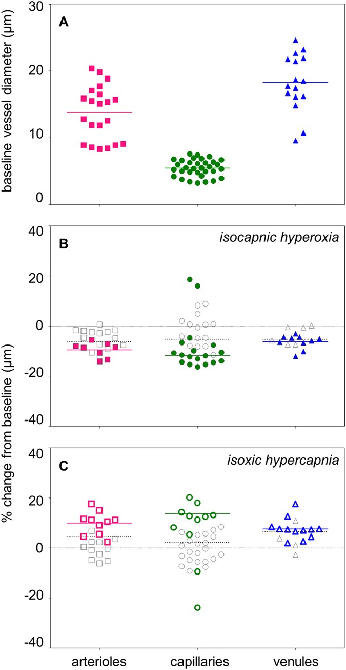 Frontiers  Retinal Vessel Responses to Flicker Stimulation Are