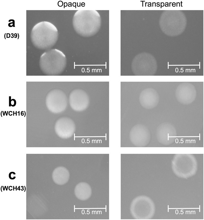 proteomic comparisons of opaque