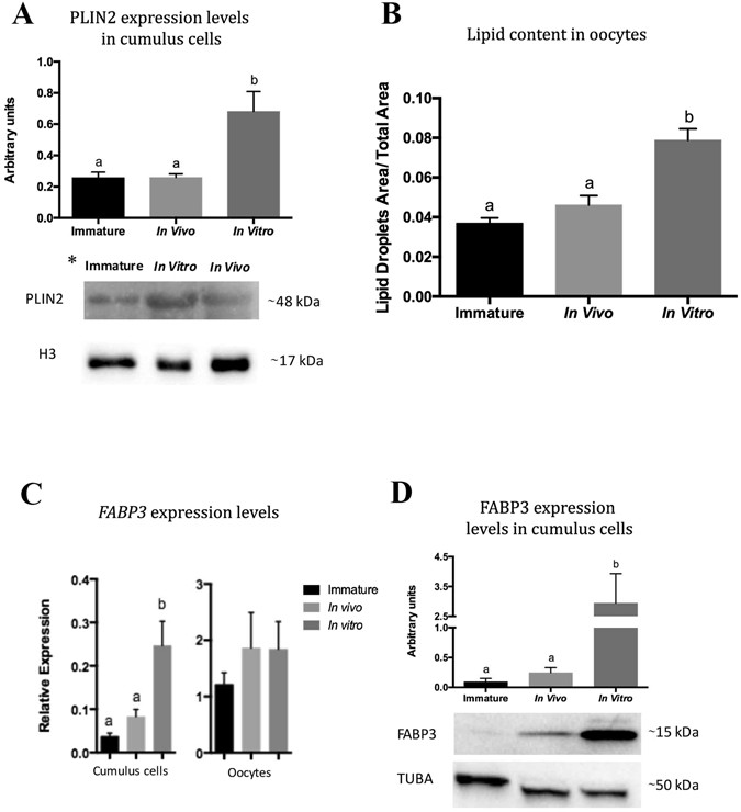 Fatty Acid Binding Protein 3 And Transzonal Projections Are Involved In  Lipid Accumulation During In Vitro Maturation Of Bovine Oocytes |  Scientific Reports