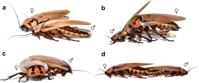 How Does Cockroaches Mate: Fascinating Facts You Must Know