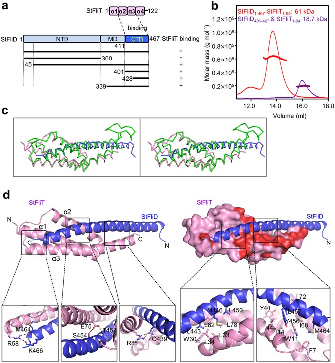 The Role Of The Flid C Terminal Domain In Pentamer Formation And Interaction With Flit Scientific Reports The Role Of The Flid C Terminal Domain In Pentamer Formation And Interaction With Flit Scientific Reports