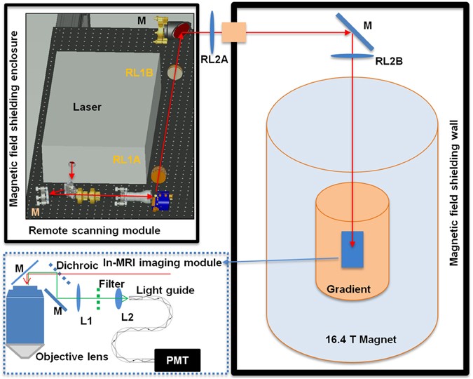 A proof-of-concept study for developing integrated two-photon microscopic  and magnetic resonance imaging modality at ultrahigh field of 16.4 tesla |  Scientific Reports