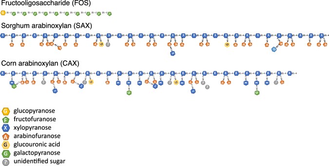 Sodium butyrate alleviates R97-116 peptide-induced myasthenia