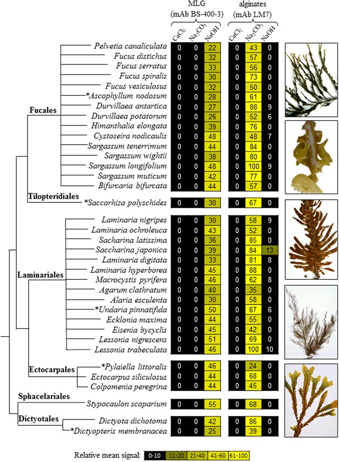 Insoluble (1 → 3), (1 → 4)-β-D-glucan is a component of cell walls in brown  algae (Phaeophyceae) and is masked by alginates in tissues | Scientific  Reports