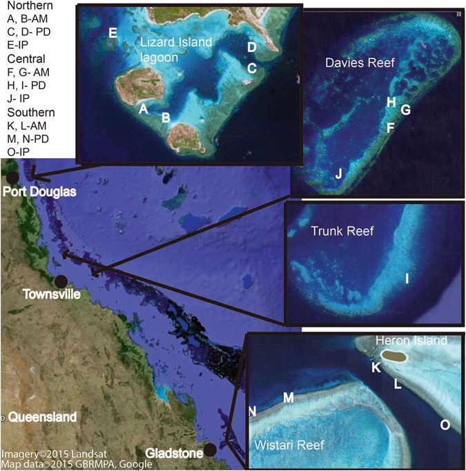 Variation in growth rates of branching corals along Australia's Great  Barrier Reef | Scientific Reports