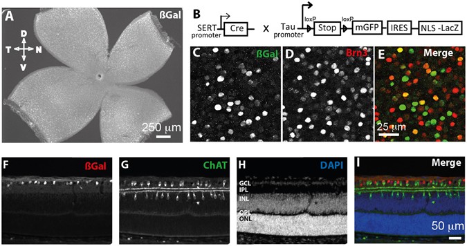 Rim1 2 In Retinal Ganglion Cells Are Required For The Refinement Of Ipsilateral Axons And Eye Specific Segregation Scientific Reports