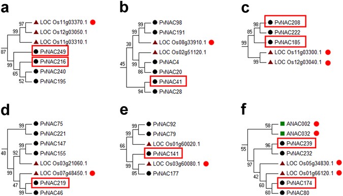Genome Wide Survey Of Switchgr Nacs Family Provides New Insights Genome Wide Survey Of Switchgr Nacs Family Provides New Insights Into Motif And Structure Arrangements Reveals Stress Related Tissue Specific