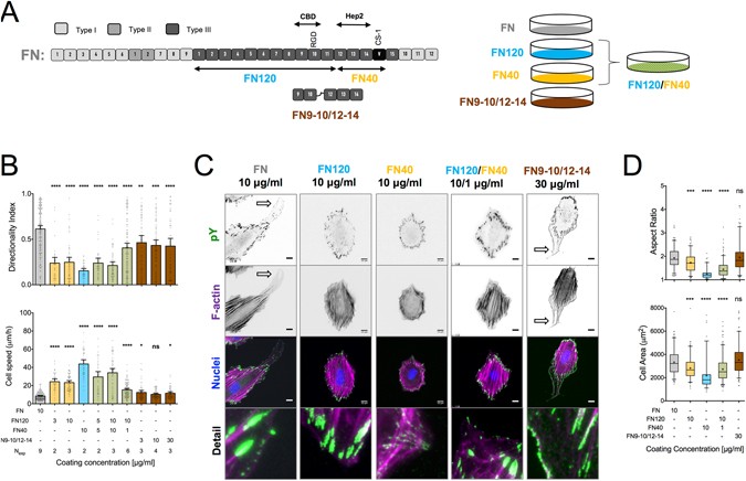 Fibronectin Promotes Directional Persistence In Fibroblast