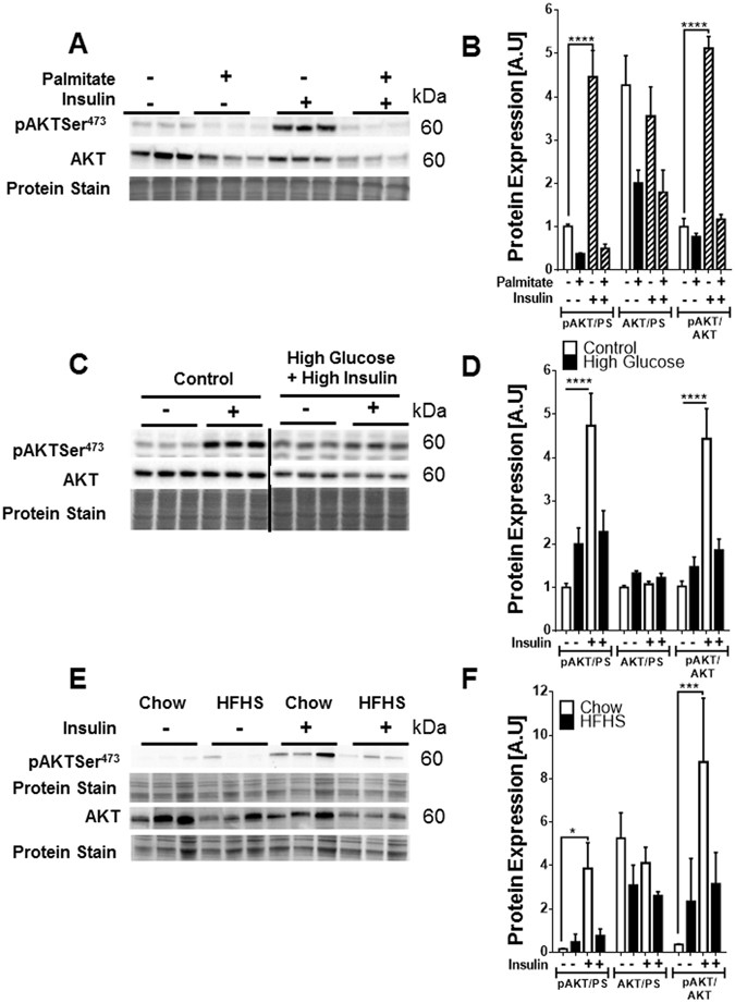 Validation of optimal reference genes for quantitative real time PCR in  muscle and adipose tissue for obesity and diabetes research | Scientific  Reports